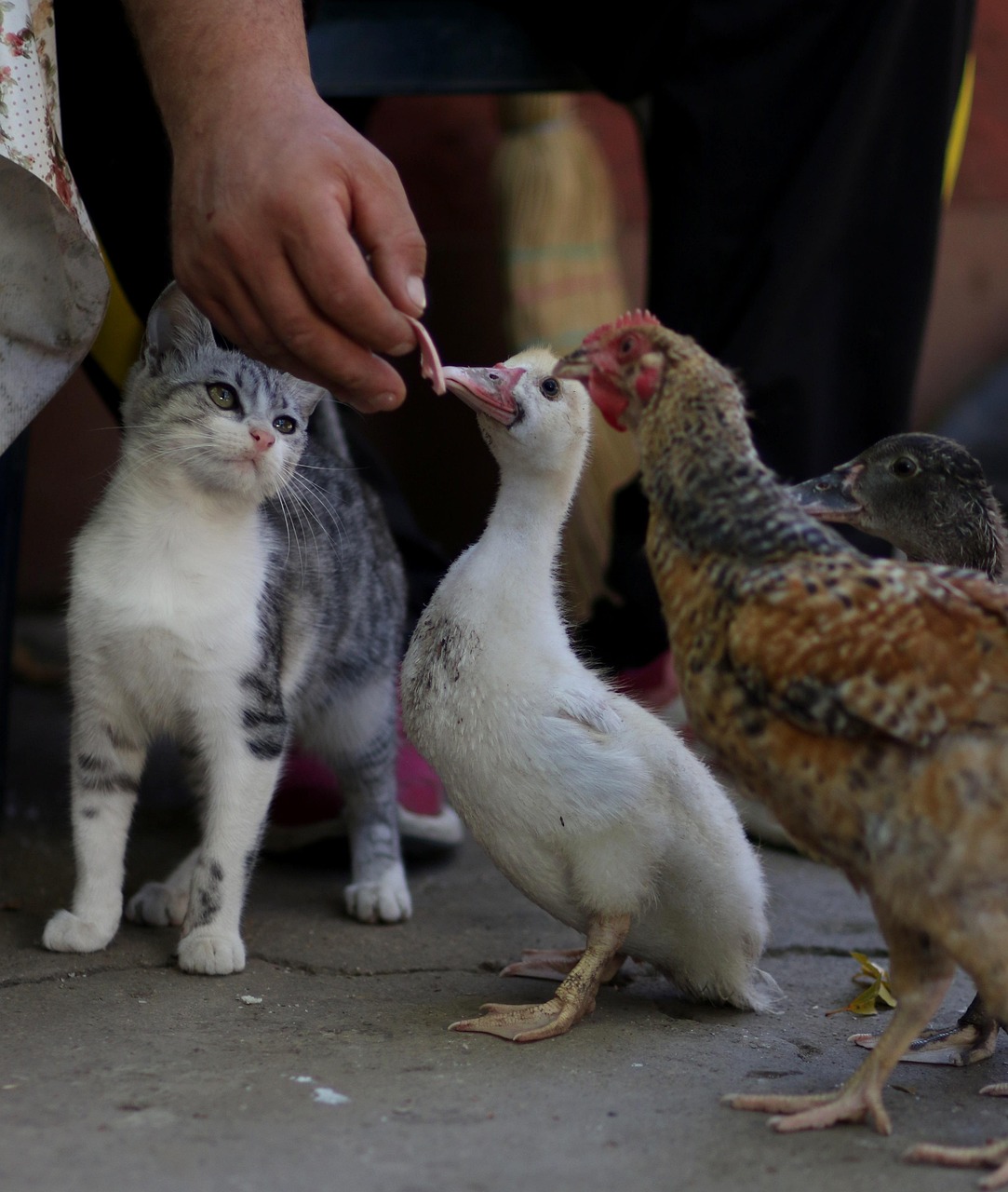 世界上速度特別快的動物排行2025最新排名前十名榜單出爐