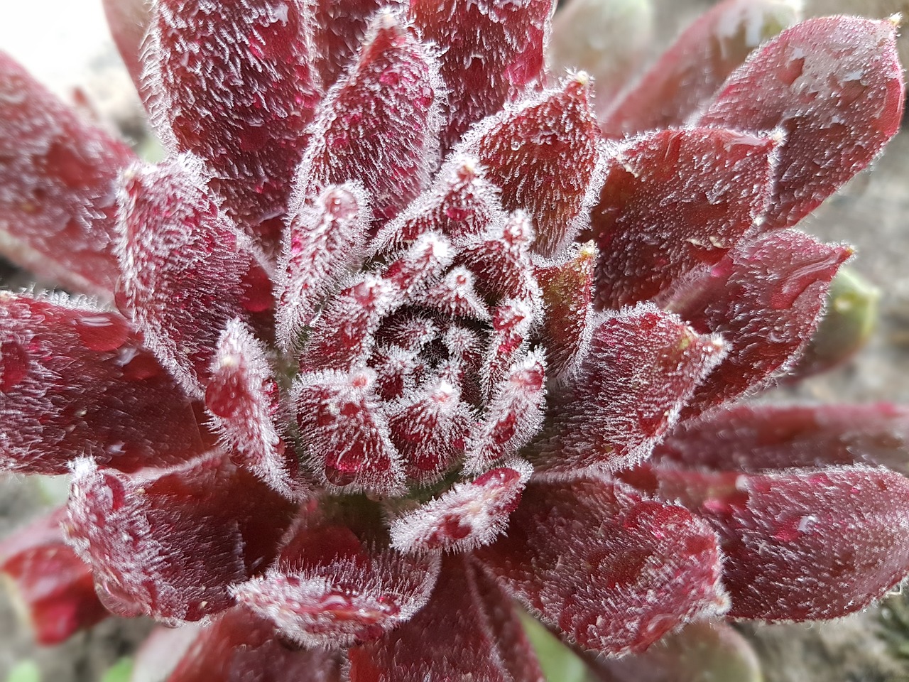 世界上特別漂亮的多肉植物2025最新排名前十名榜單出爐
