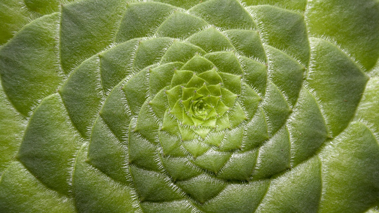 世界上特別漂亮的多肉植物2025最新排名前十名榜單出爐