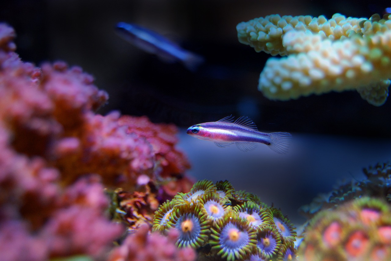 十大特別大的海洋生物排名2025特別新排名前十名分析