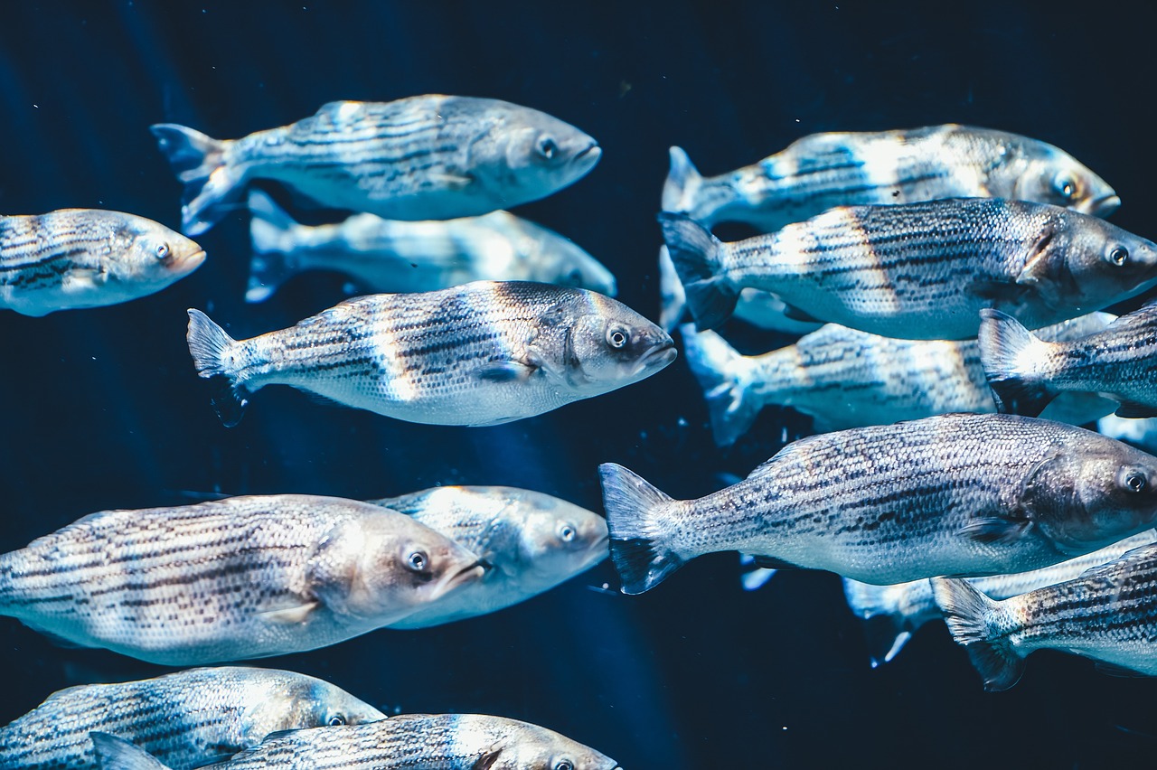 巨型魚入侵日本2025近期排名前十名分析