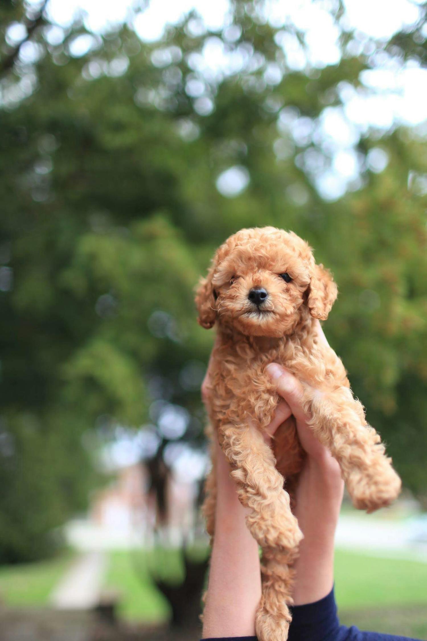 十大名犬排行榜2025最新排名前十名榜單出爐
