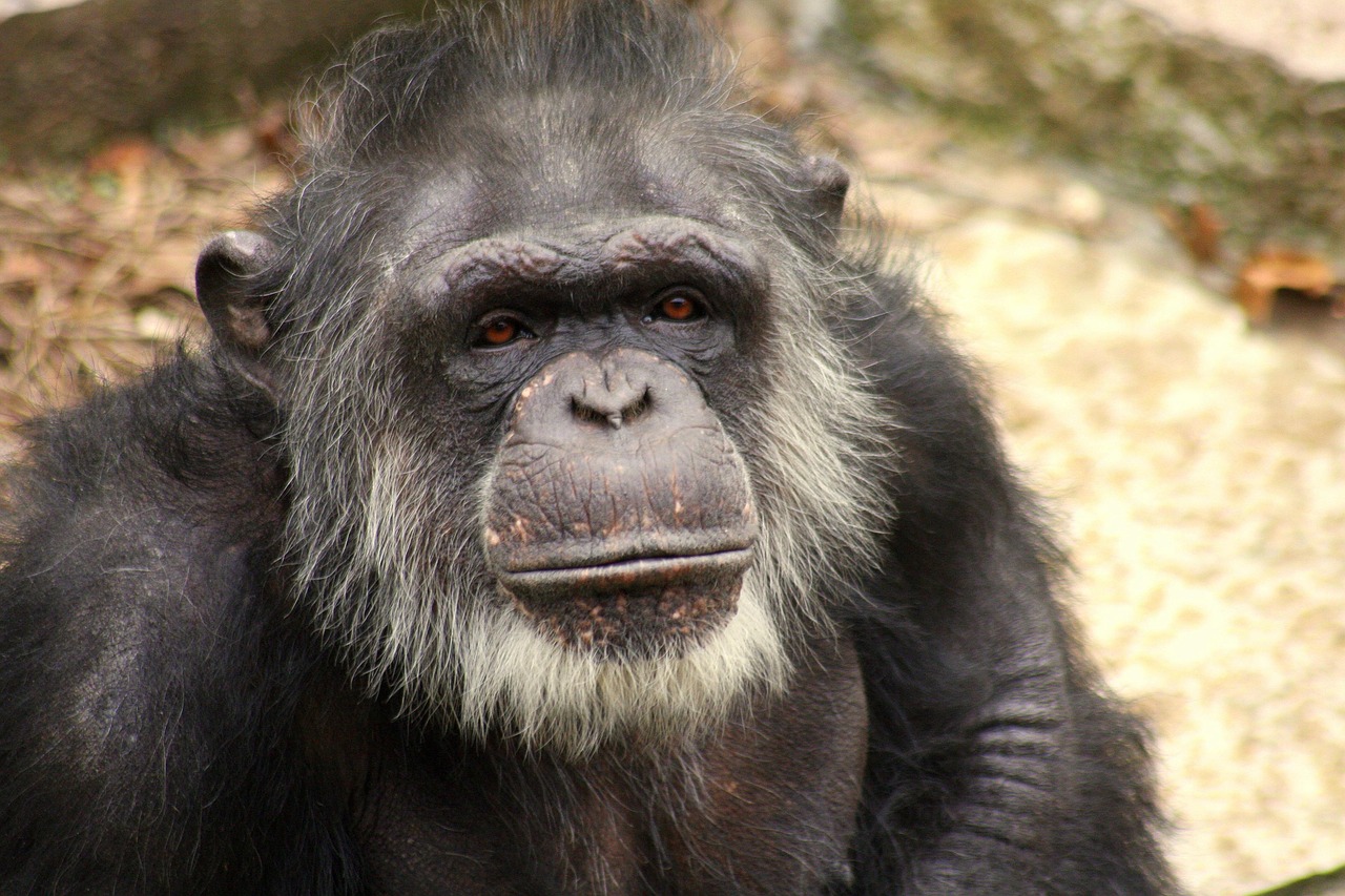 世界上壽命特別長的動物排行榜2025最新排名前十名榜單出爐