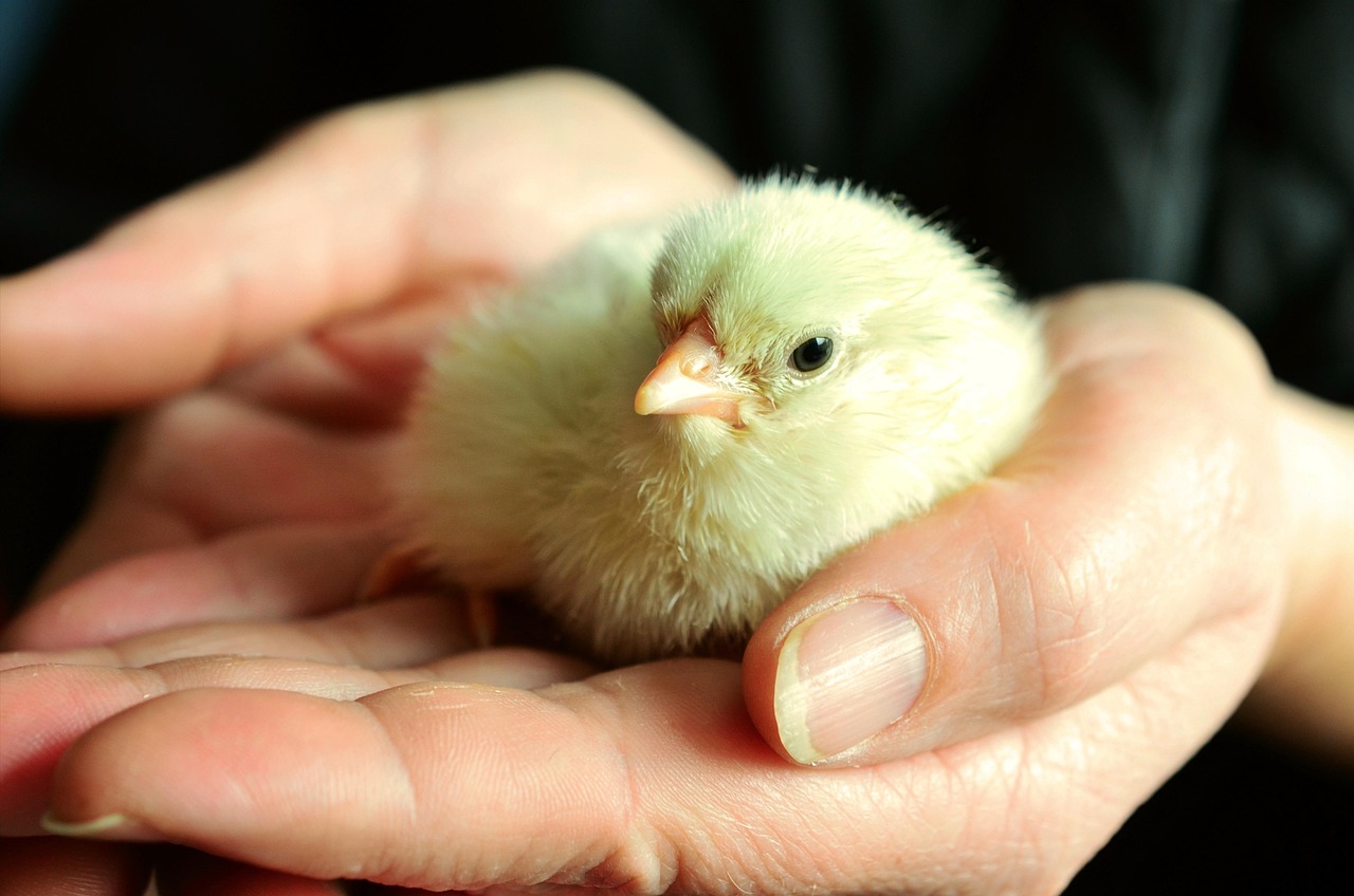 世界上特別漂亮的鳥2025年排名前十名榜單出爐