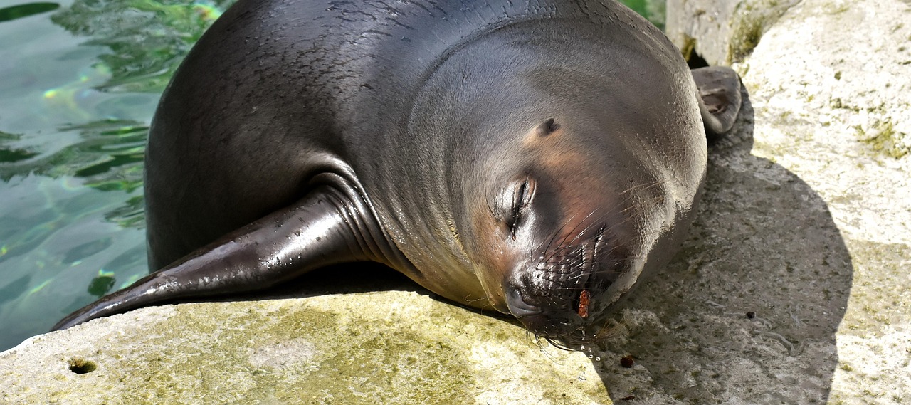 海洋十大危險動物排名2025特別新排名前十名分析