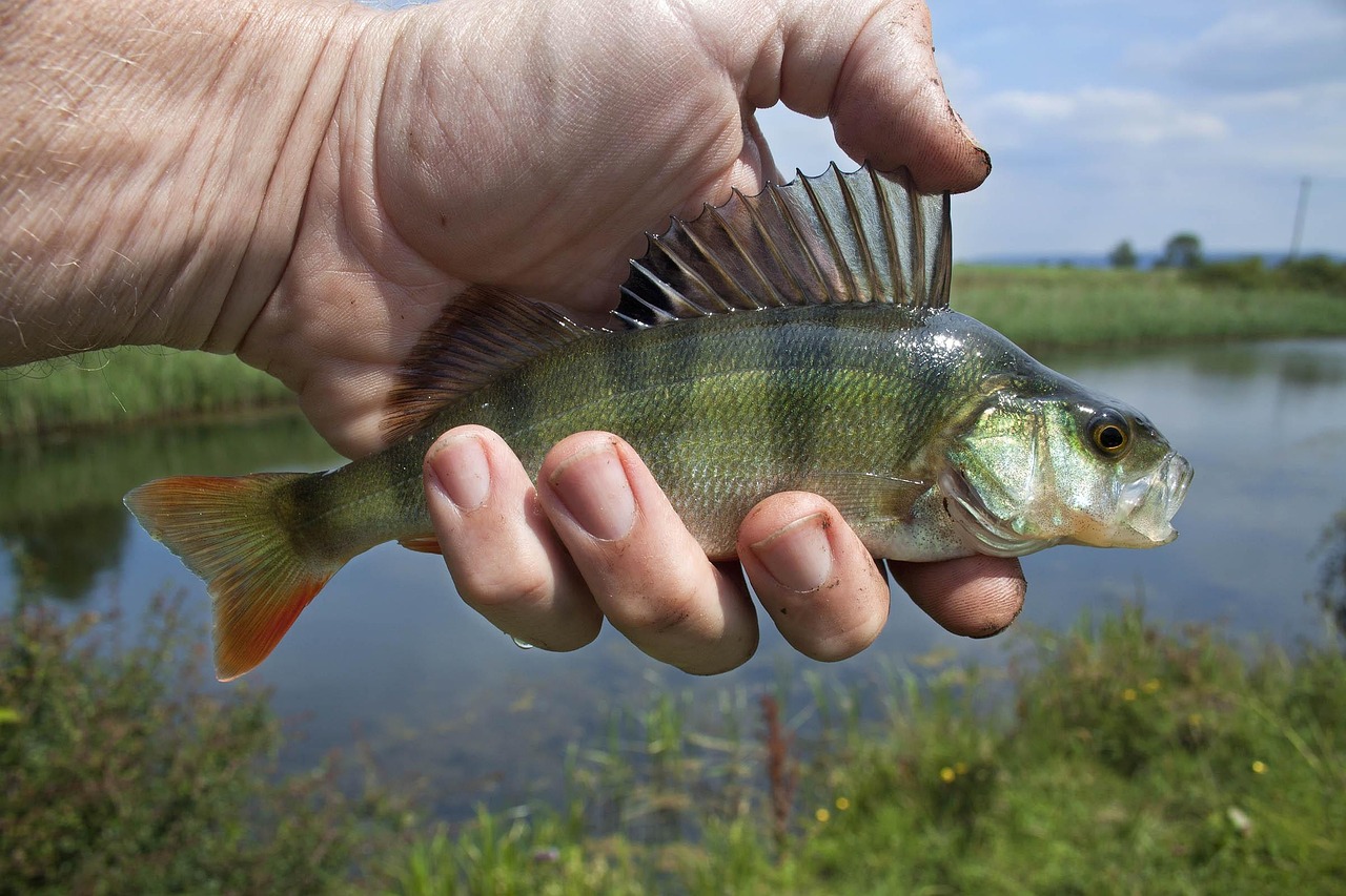 世界上十大吃魚特別多的國家2025年排名前十名榜單出爐