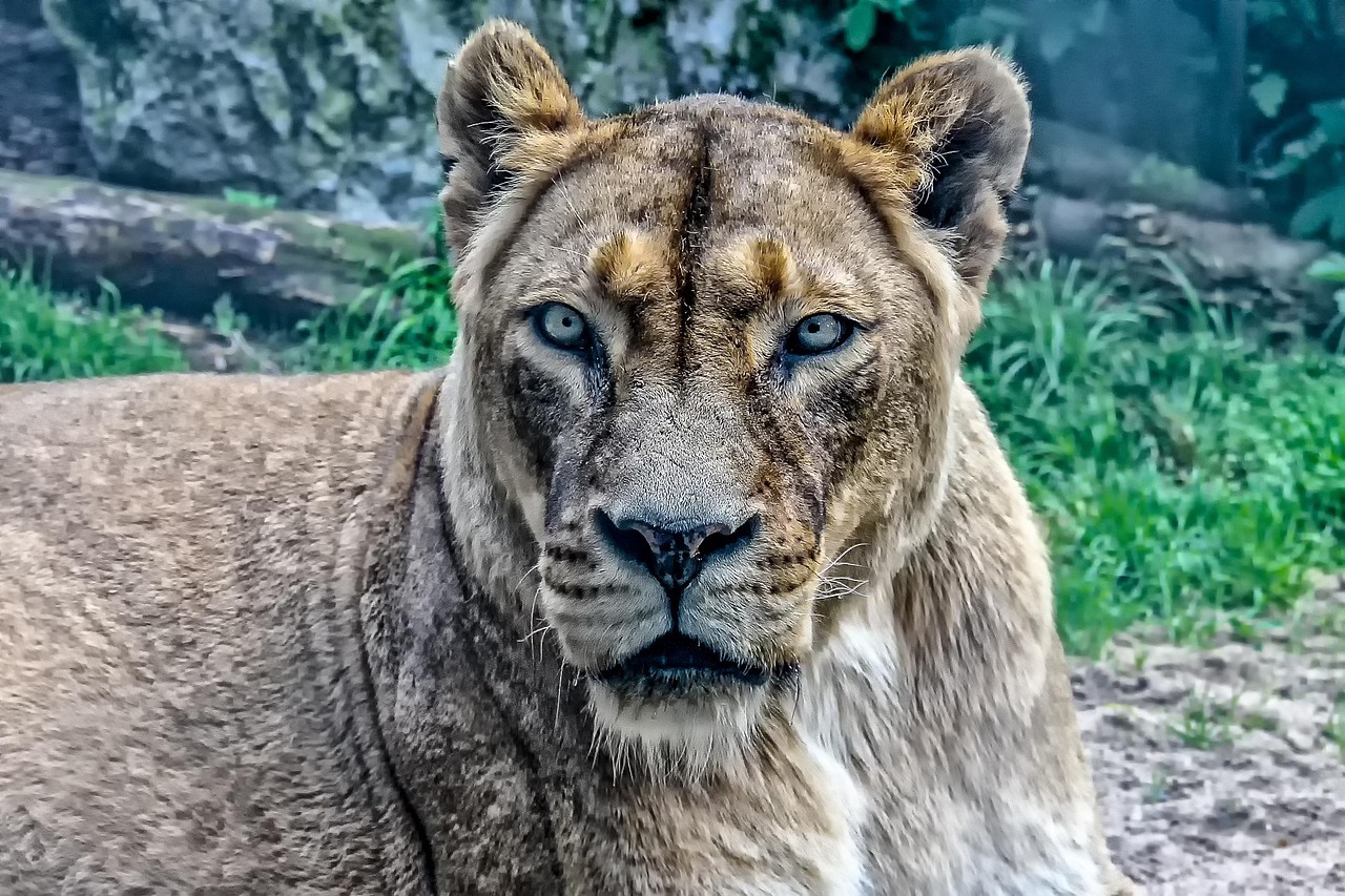 世界上特別大的動物排行榜2025年排名前十名榜單出爐