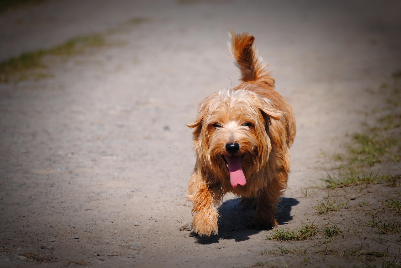 全球十大獵犬排行榜2025特別新排名前十名分析
