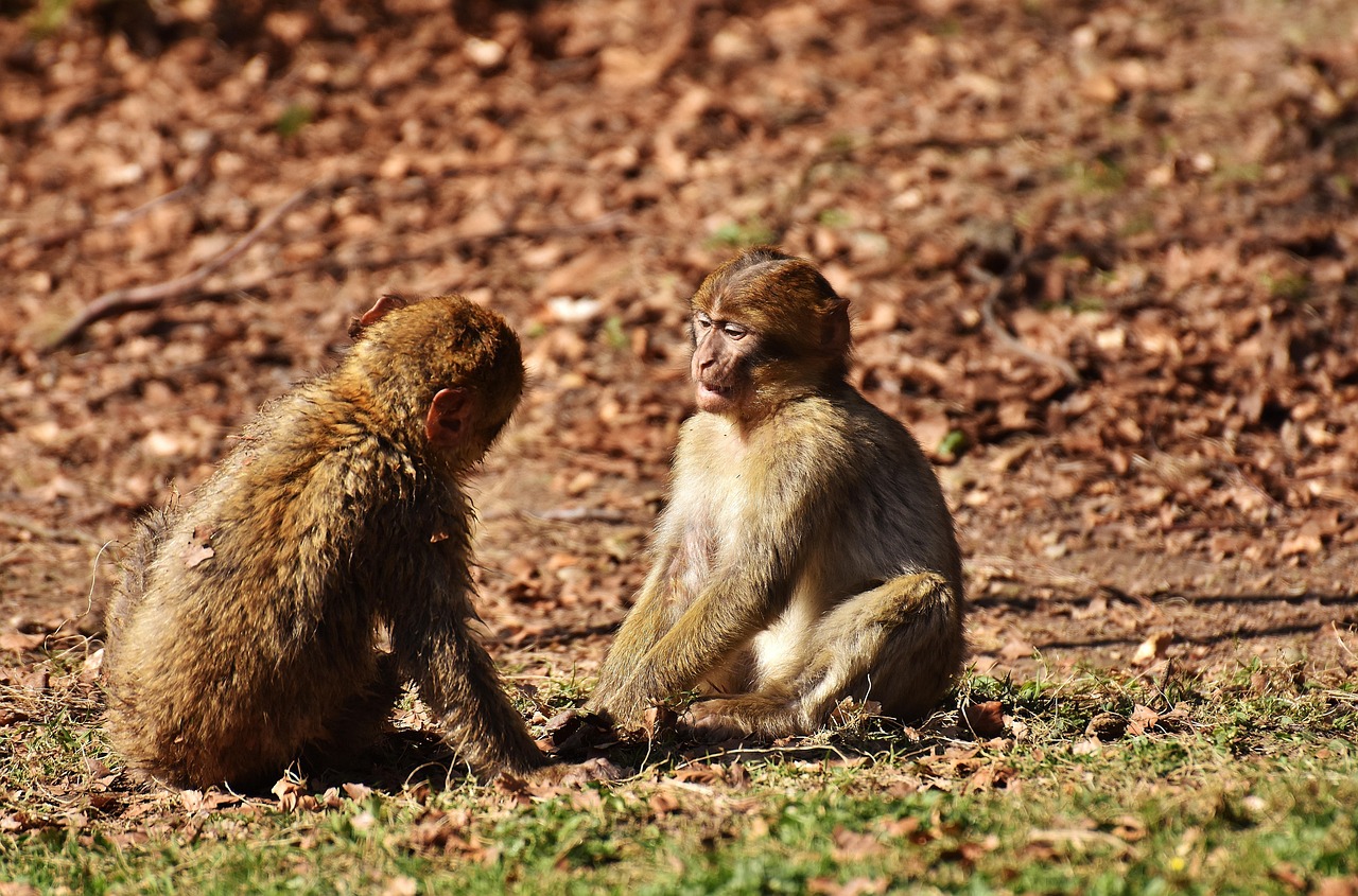 極度十大瀕危動物排行榜2025年排名前十名榜單出爐