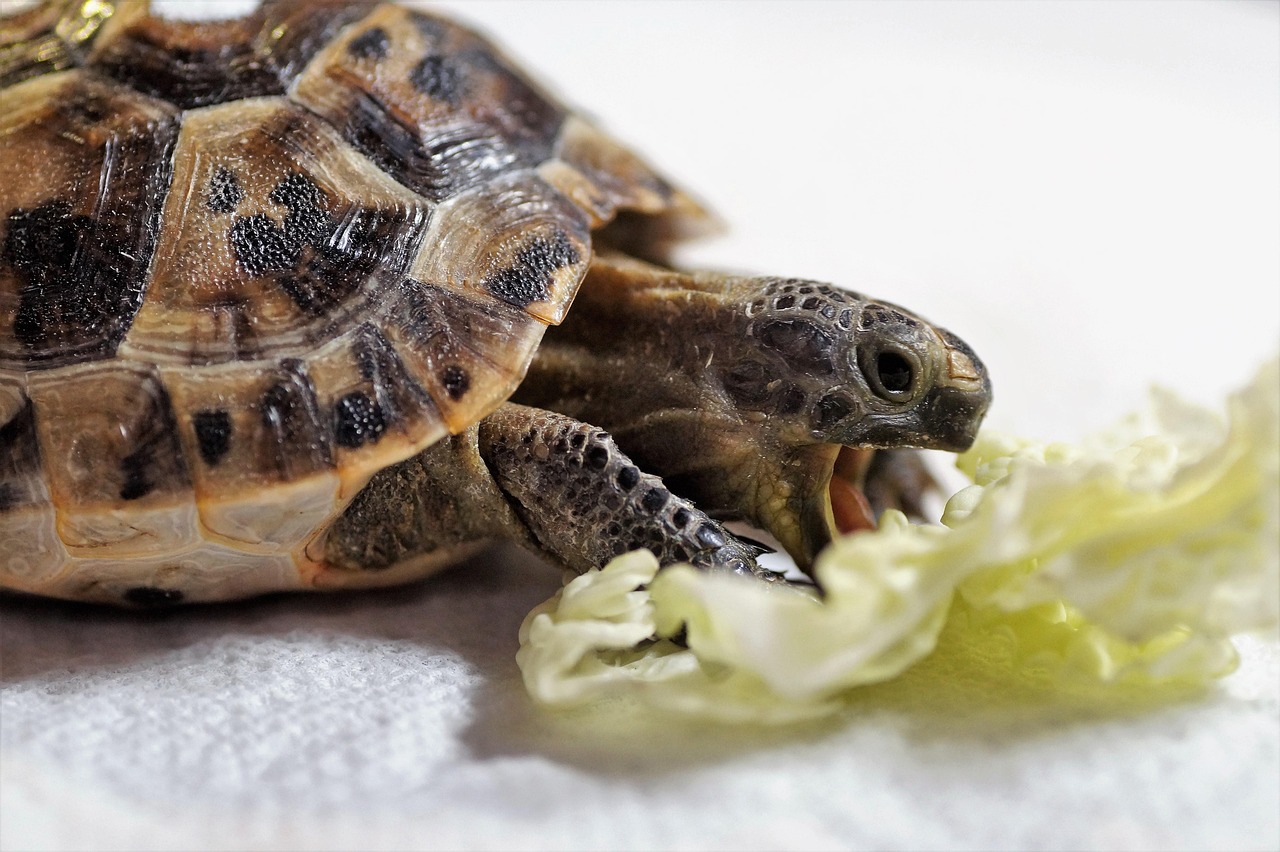 陸地動物奔跑速度排名2025年排名前十名榜單出爐