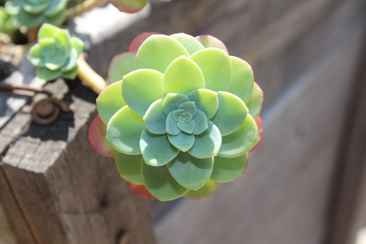 世界上特別漂亮的多肉植物2025年排名前十名榜單出爐