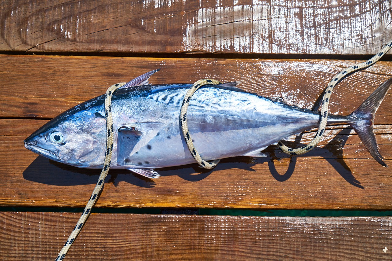 十大養不死的觀賞魚2025近期排名前十名榜單出爐