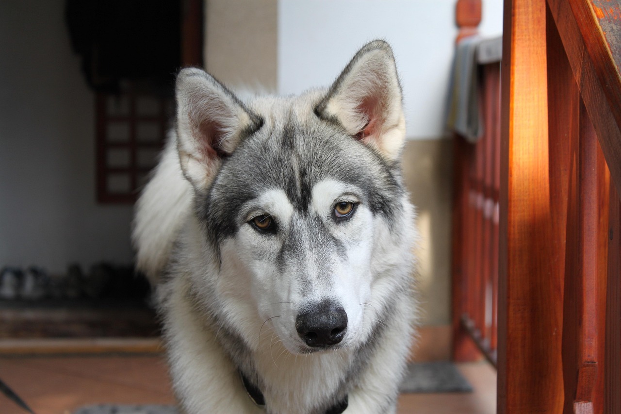 世界十大智商特別高的犬種2025年排名前十名榜單出爐