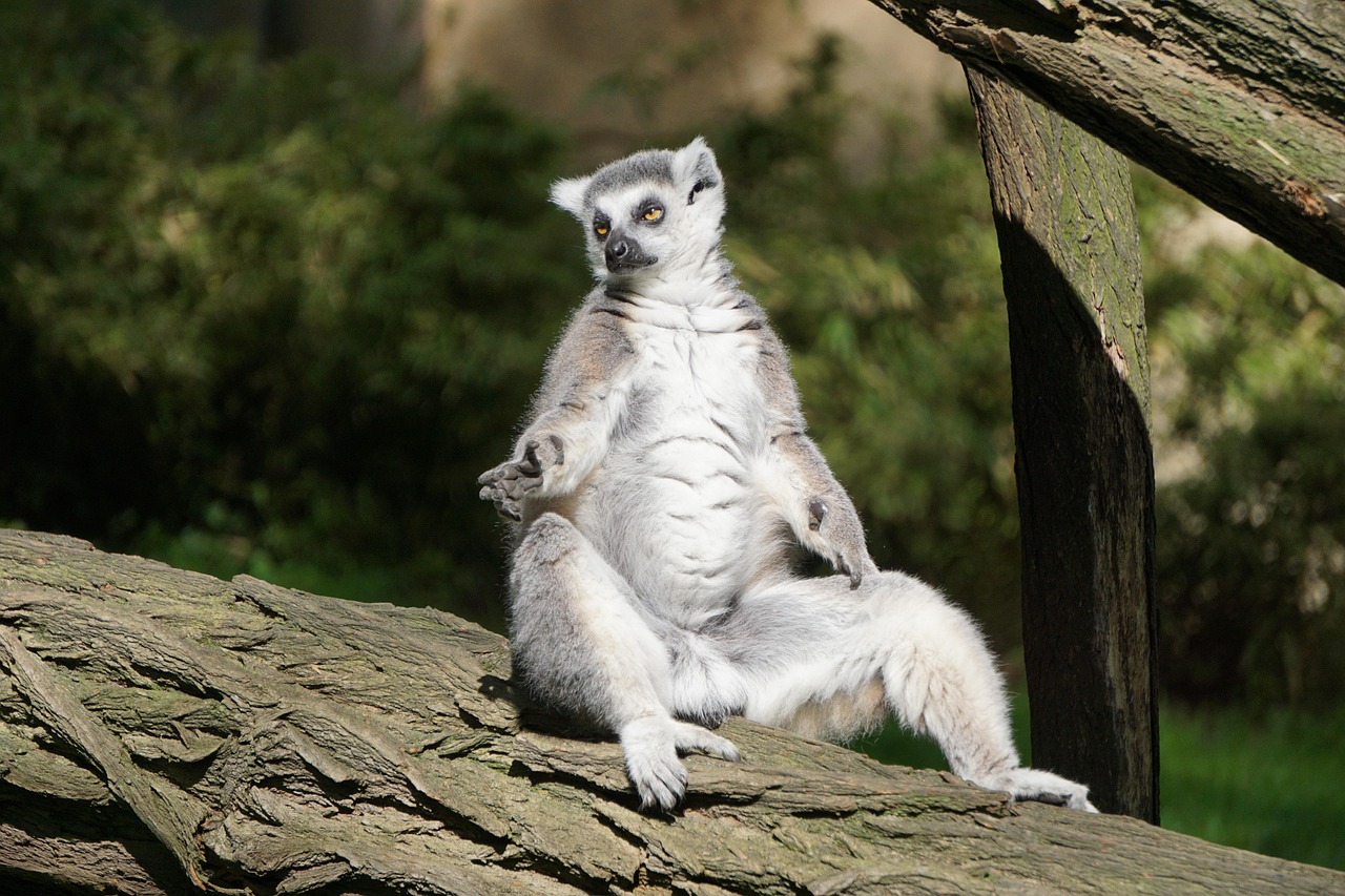 世界上特別萌的動物排名前五2025年排名前十名榜單出爐