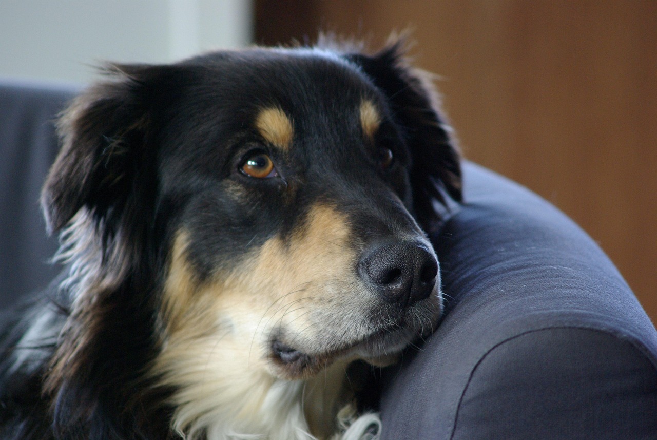 世界上十大毛特別長的犬：薩摩耶犬上榜，2025年排名前十名榜單出爐