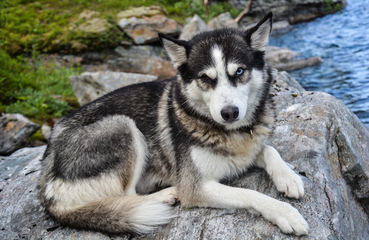 世界上十大毛特別長的犬：薩摩耶犬上榜，2025年排名前十名榜單出爐