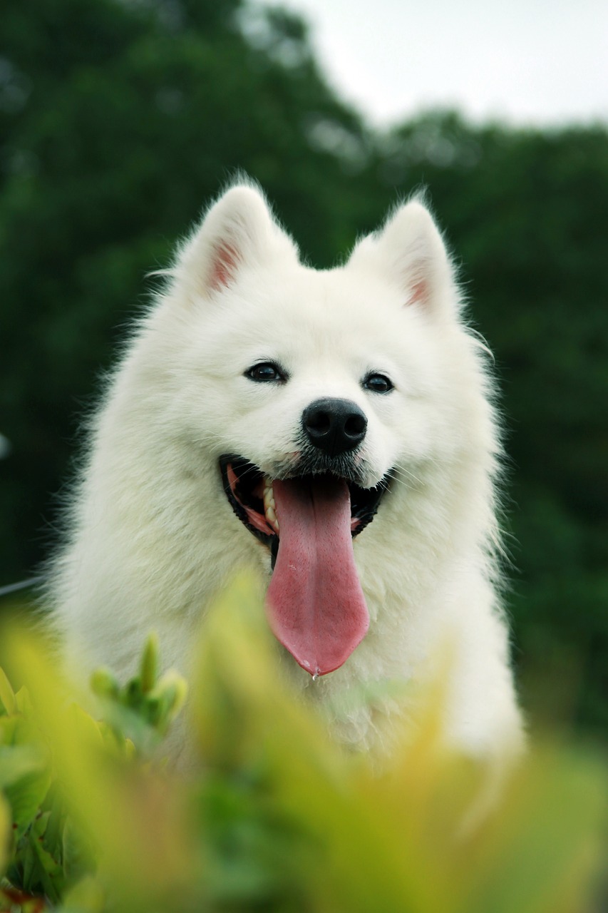 世界上十大毛特別長的犬：薩摩耶犬上榜，2025年排名前十名榜單出爐